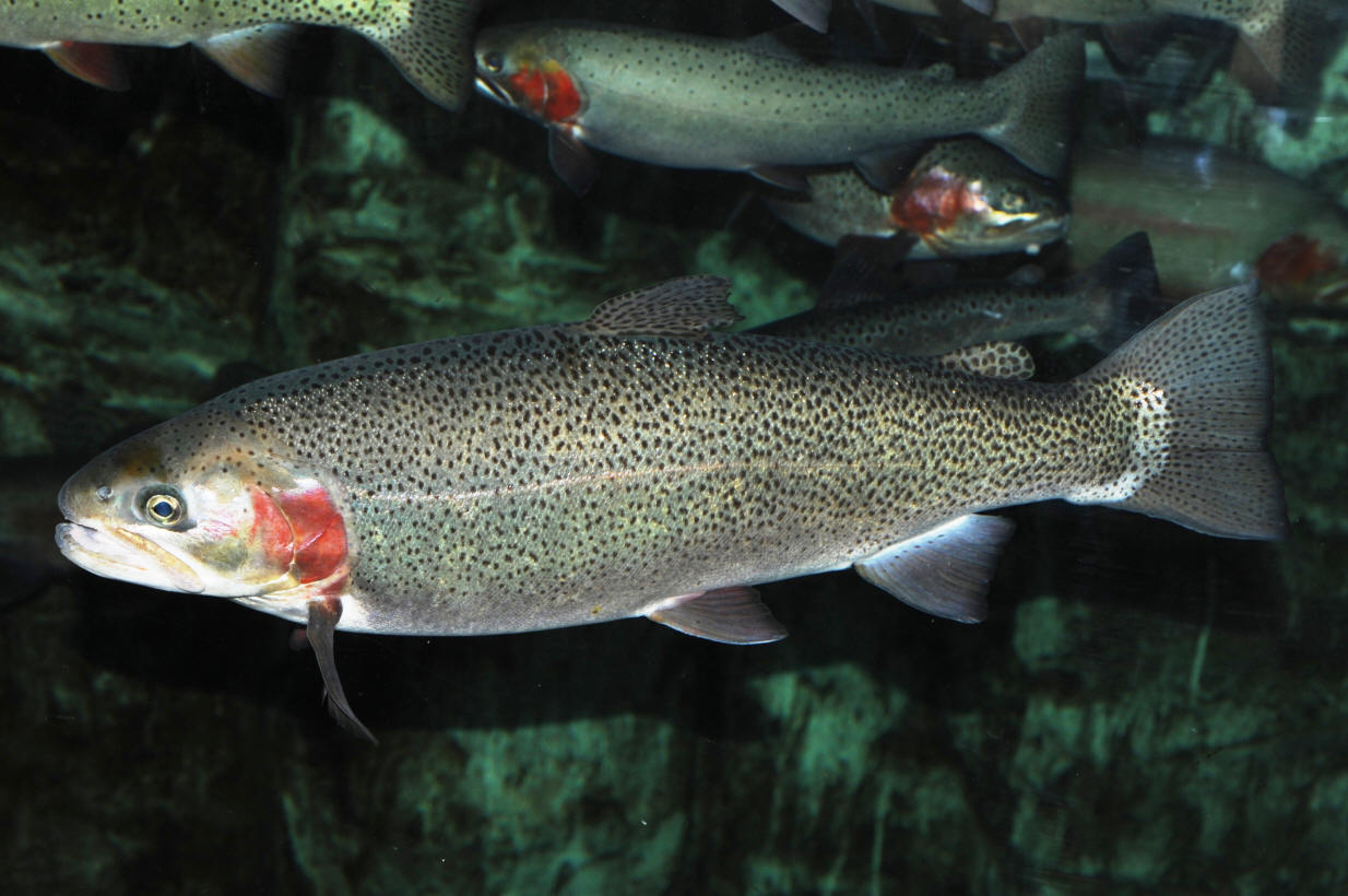 Oncorhynchus mykiss